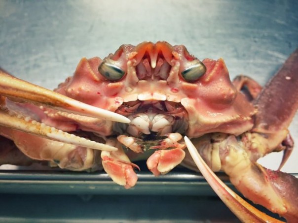 Невероятные монстры: российский моряк публикует снимки самых диковинных существ, попадающих в сети