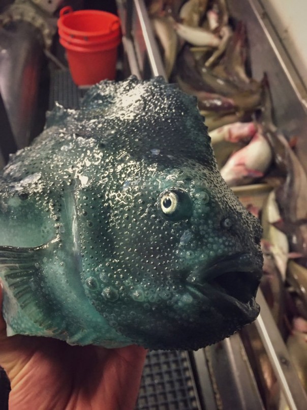 Невероятные монстры: российский моряк публикует снимки самых диковинных существ, попадающих в сети