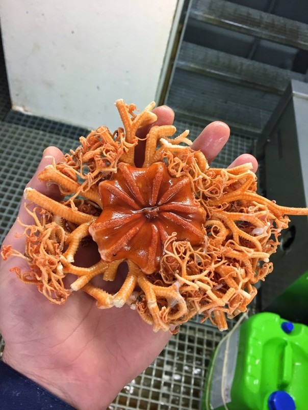 Невероятные монстры: российский моряк публикует снимки самых диковинных существ, попадающих в сети