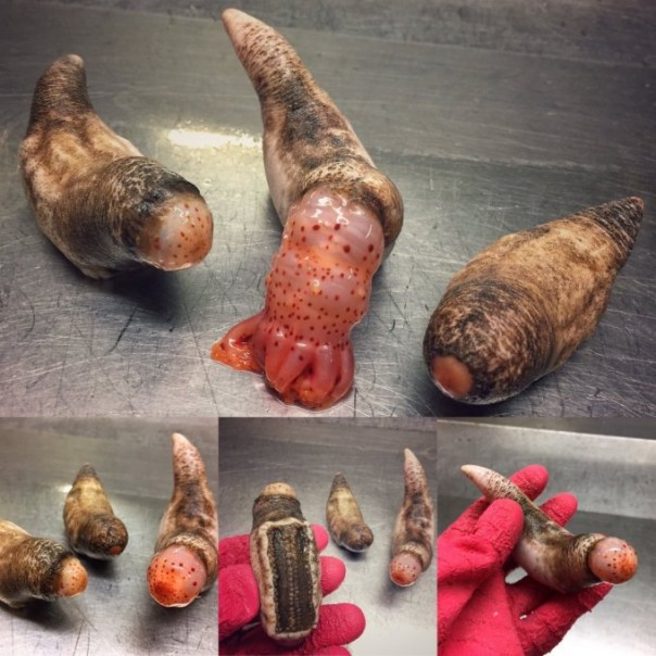 Невероятные монстры: российский моряк публикует снимки самых диковинных существ, попадающих в сети