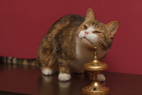 Кот-математик из Санкт-Петербурга научился вычислять квадратные корни