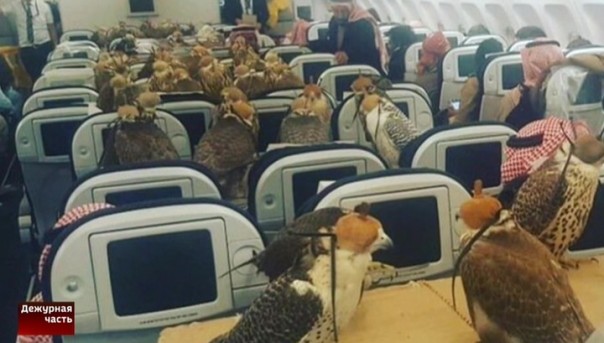 Саудовский принц выкупил для своих соколов 80 мест бизнес-класса Саудовский принц выкупил для своих соколов 80 мест бизнес-класса