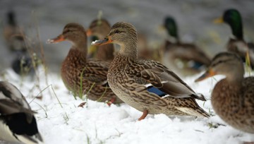 Во Франции собираются убить более миллиона уток