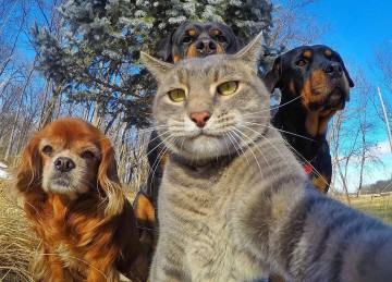 Звериное селфи: в сети набирает популярность новый тренд