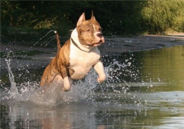 Питбуль, коза и капуста