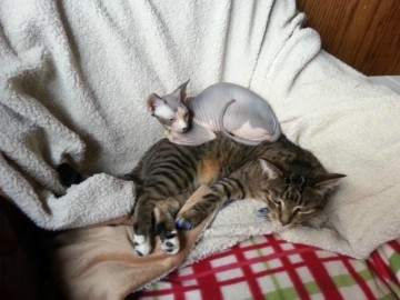 Голые кошки — тайные агенты инопланетных цивилизаций