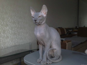 Голые кошки — тайные агенты инопланетных цивилизаций