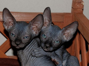 Голые кошки — тайные агенты инопланетных цивилизаций