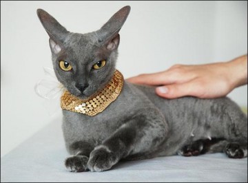 Голые кошки — тайные агенты инопланетных цивилизаций