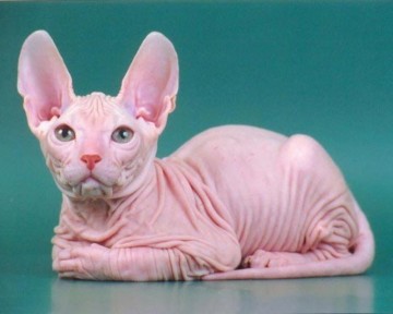 Голые кошки — тайные агенты инопланетных цивилизаций