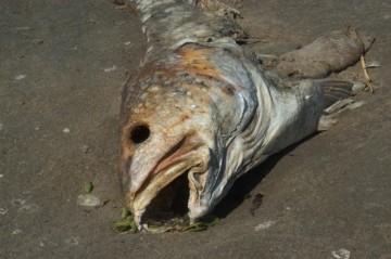 Украинские праздничные блюда с душком. Юлия Витязева