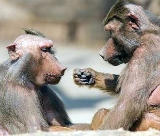 Обезьянки вдоль дороги к юбилею. Владимир Скачко