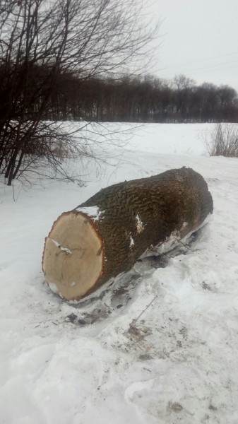 Это Украина, детка... а анархия - мать порядка Это Украина, детка... а анархия - мать порядка