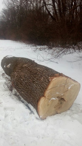 Это Украина, детка... а анархия - мать порядка Это Украина, детка... а анархия - мать порядка