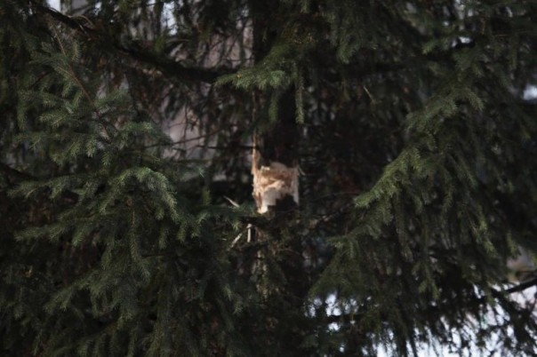 Сводка от МО ДНР 2 февраля 2017. за сутки свыше 1600 обстрелов, повреждено 38 домостроений, ранены 6 мирных жителей, много разрушений