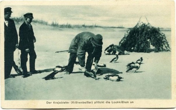 Кусатели ворон или как ловили птиц на Куршской косе 