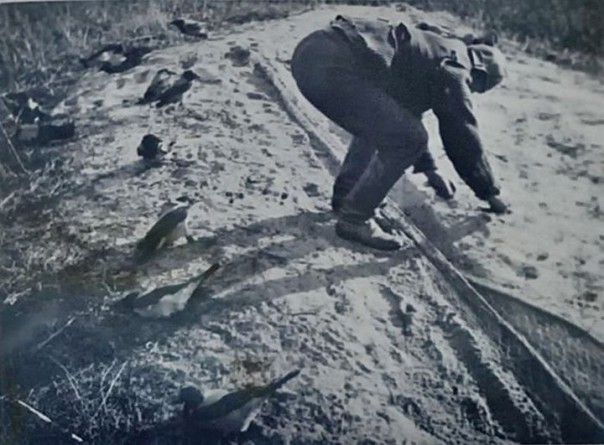 Кусатели ворон или как ловили птиц на Куршской косе 