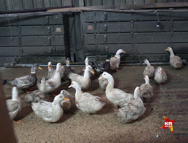 Самая горячая точка на Донбассе. Промзона Авдеевки Самая горячая точка на Донбассе. Промзона Авдеевки