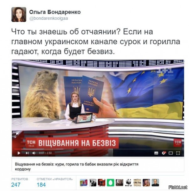 Петух, горилла, сурок и астрологи предсказали Украине безвиз Петух, горилла, сурок и астрологи предсказали Украине безвиз