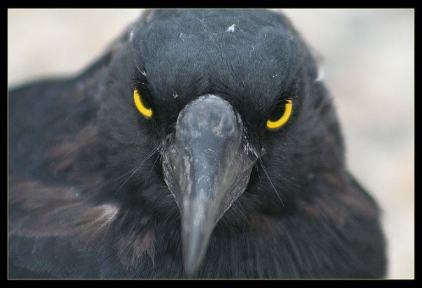 Не заводите себе Ворона!!! Сначала подумайте 200 раз