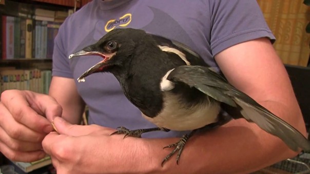 Не заводите себе Ворона!!! Сначала подумайте 200 раз Не заводите себе Ворона!!! Сначала подумайте 200 раз