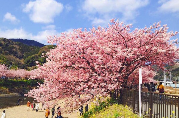 Сакура в Японии расцвела раньше срока
