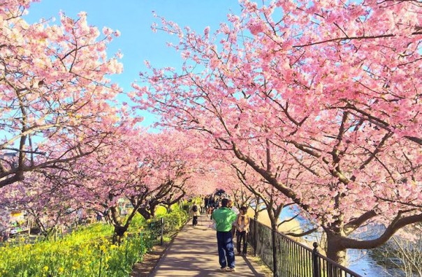 Сакура в Японии расцвела раньше срока