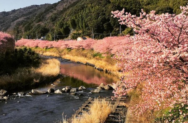 Сакура в Японии расцвела раньше срока