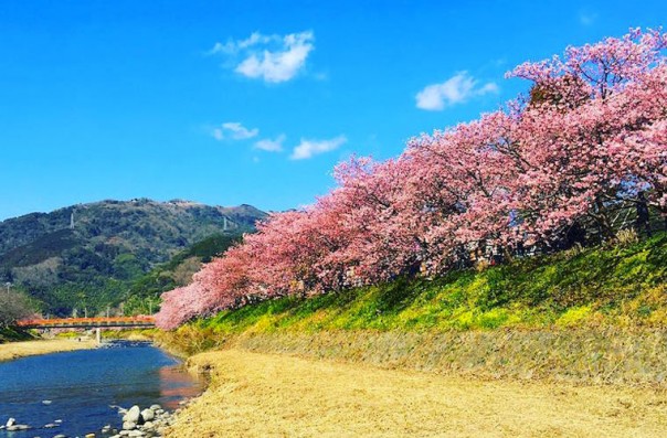 Сакура в Японии расцвела раньше срока