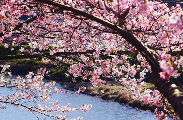 Сакура в Японии расцвела раньше срока