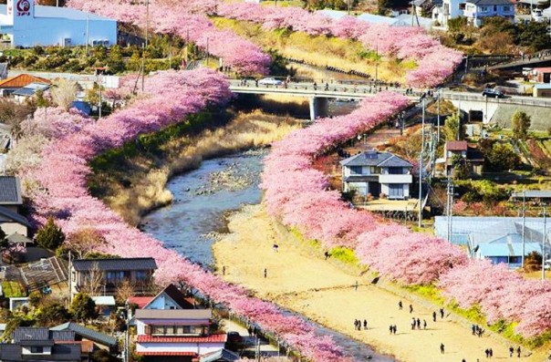 Сакура в Японии расцвела раньше срока