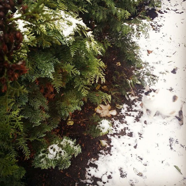 Найди кота! 18 фото со спрятавшимися котами заставят вас поломать голову