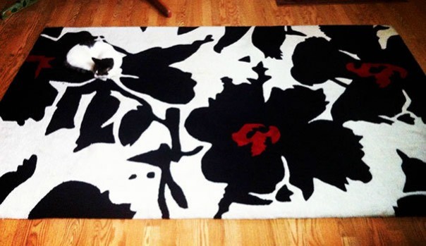 Найди кота! 18 фото со спрятавшимися котами заставят вас поломать голову