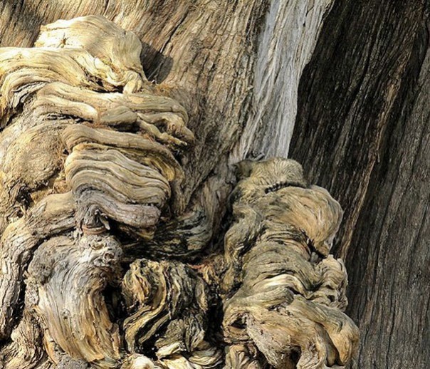 Найди кота! 18 фото со спрятавшимися котами заставят вас поломать голову