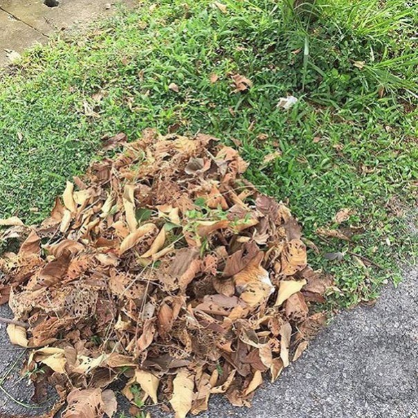 Найди кота! 18 фото со спрятавшимися котами заставят вас поломать голову