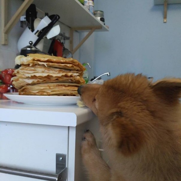 Костёр для чучела, покорение столба и бои на бревне: как в России провожают Масленицу Костёр для чучела, покорение столба и бои на бревне: как в России провожают Масленицу