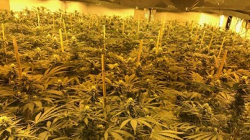 Британская полиция нашла огромную плантацию конопли в ядерном бункере