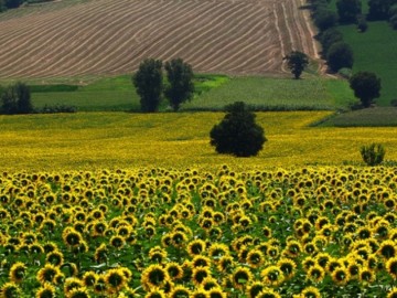 Украинские земли скупят вместе с челядью. МВФ требует от Киева рассчитаться за кредиты черноземами неньки
