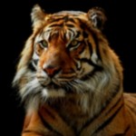 Почти коллеге!