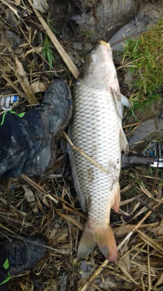 Из Львова Тернополю с любовью Из Львова Тернополю с любовью