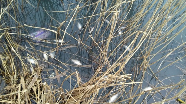 Из Львова Тернополю с любовью Из Львова Тернополю с любовью