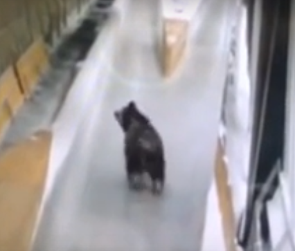 Сборная РФ по бобслею на 2018 год начала тренировки