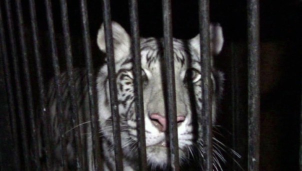 На трассе в Оренбургской области бросили фуру с цирковыми белыми тиграми