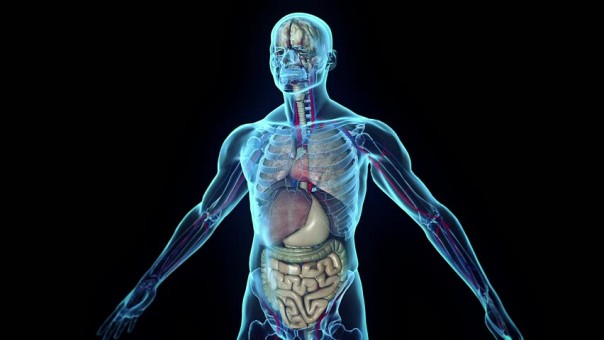 Исследователи нашли новый орган в человеческом теле