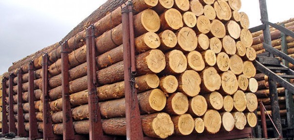 Украину заставили вырубать лес ради транша ЕС