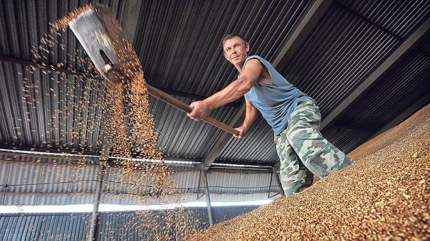 Пошлины твердых сортов: импорт российского зерна в Турцию оказался под угрозой