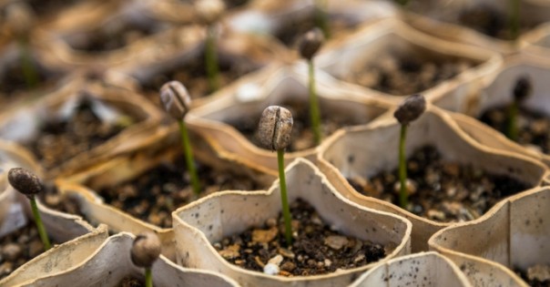 Всё, что вы хотели знать о кофе. Коротко и со смыслом