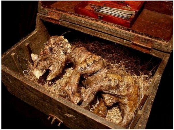 В подвале жилого дома в Лондоне найдены тела неизвестных науке существ