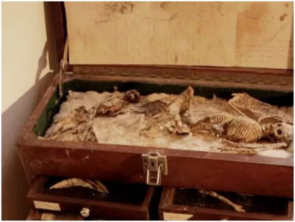 В подвале жилого дома в Лондоне найдены тела неизвестных науке существ