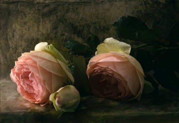 Натюрморты François Gillet